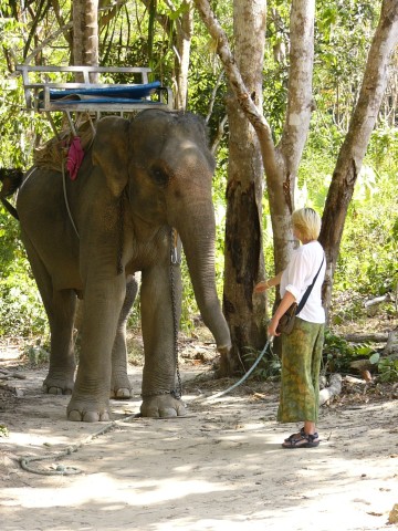 Sim greeting an elephant